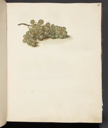 Estudio de uvas