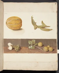 Estudio de frutas y verduras
