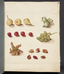 Estudio de frutas, bayas y nueces