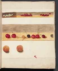 Estudio de frutas y bayas