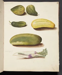 Estudio de verduras