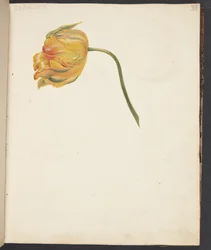 Estudio de tulipán amarillo