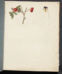 Estudio de rosa mosqueta y pensamiento