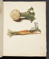 Estudio de nabo y zanahorias