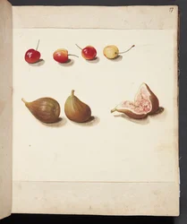 Estudio de cerezas y higos