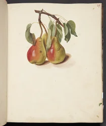 Estudio de peras