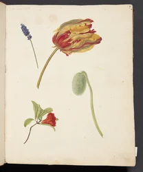 Estudio de un tulipán y otras flores