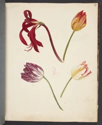 Estudio de tulipanes