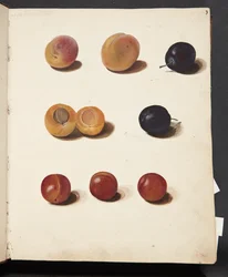 Estudios de ciruelas