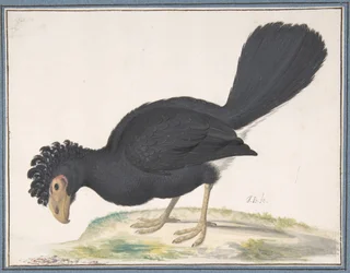 Un hocofaisán negro, s.f.