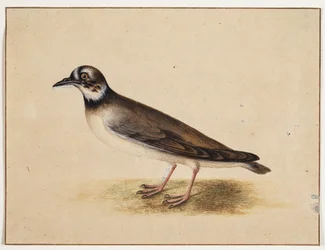 Pájaro