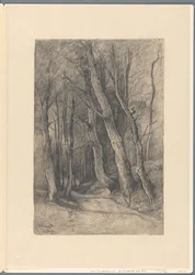 Paisaje forestal cerca de Delden