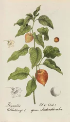 Colección de plantas suizas, 1825-1846