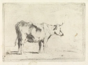 Vaca, a la derecha