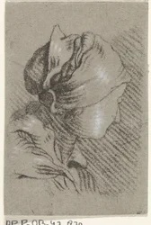 busto femenino