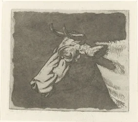 cabeza de vaca