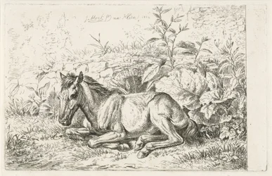 Caballo acostado frente a algunas plantas
