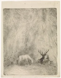 Ciervo en un bosque bohemio