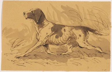 Perro de caza