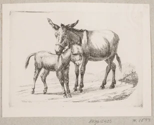 Un burro con su cría