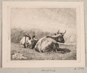 Dos Vacas Descansando