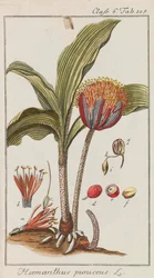 Selección de plantas hermosas y raras, 1795-1798