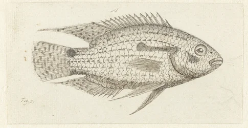Peces tropicales Chromis epse