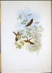 Ermitaño de Adolph (Phaethornis Adolphi)