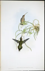 Ermitaño Aliado (Phaethornis Fraterculus)
