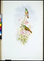 Amazilia
