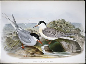 Charrán ártico (Sterna Macrura)