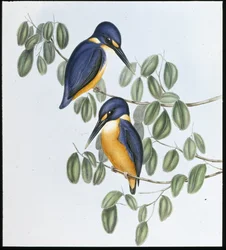 Martín pescador azur (Alcyone Azurea)