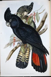 Cacatúa negra de Banks (Calyptorhynchus banksii)
