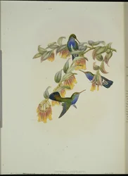 Colibrí esmeralda de Bartlett (Agyrtria Bartletti)