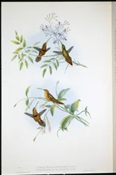 Ermitaño con cinturón (Phaethornis Nigrocinctus) y Ermitaño obispo (Phaethornis Episcopus)