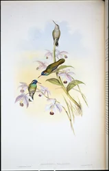 Colibrí de orejas negras (Heliopaedica Melanotis)
