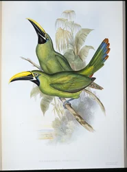 Tucán de pico acanalado de garganta negra (Aulacoramphus Atrogularis)
