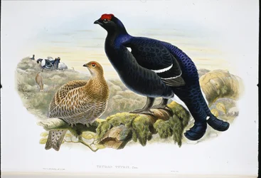 Gallo lira (Tetrao tetrix)