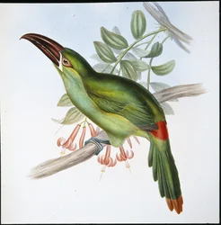 Tucán de Pico Estriado de Rabadilla Roja (Aulacoramphus Haematopygius)