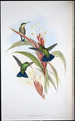 Colibrí Mango de Cola Azul (Lampornis Viridis)