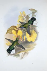 Ala de sable de garganta azul (Campylopterus Ensipennis)
