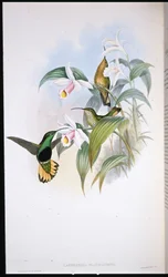 Pecho de terciopelo de cola anteada (Lafresnaya flavicaudata)