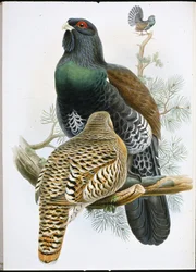 Urogallo (Tetrao Urogallus)