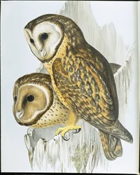 Búho de cara castaña (Strix Castanops)