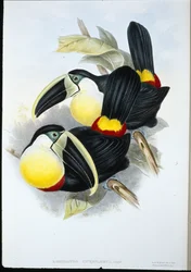 Tucán de pecho limón (Ramphastos Citreolaemus)