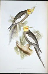Cacatúa ninfa (Nymphicus novaehollandiae)