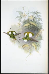 Inca de Conrad (Bourcieria Conradi)
