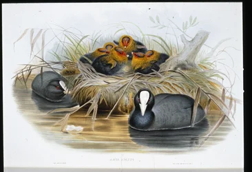 Focha Común (Fulica Atra) (litografía coloreada a mano)