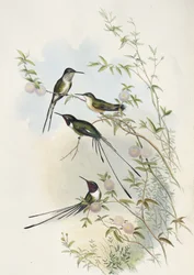 Colibrí de cola de tijera de Cora