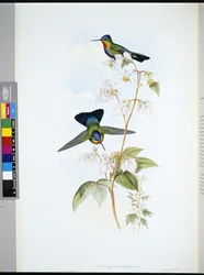 Colibrí de Costa Rica (Panterpeinsignis) (litografía coloreada a mano)